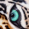 The Beholder | Leopard Eye Art Prints
